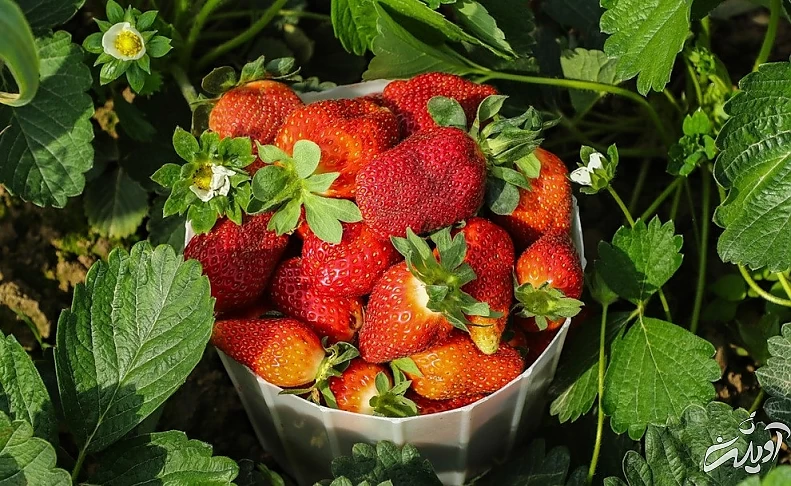 (تصاویر) برداشت توت فرنگی در گلستان